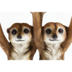 Stolik kawowy Animal Meerkat Sisters, stolik kawowy motyw zwierzęcy, stolik kawowy Kare, stolik kawowy motyw surykatki